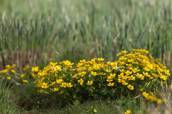 Fokus-Natur Bild