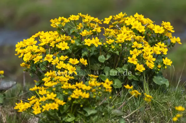 Fokus-Natur Bild