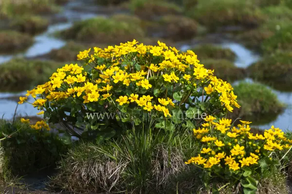 Fokus-Natur Bild