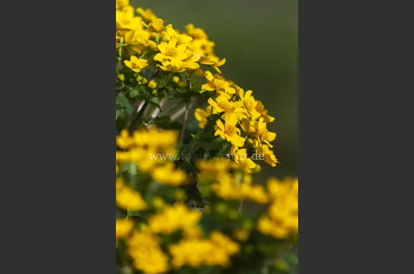Fokus-Natur Bild
