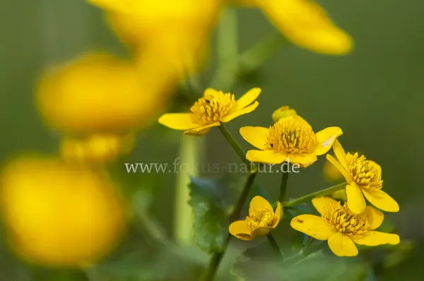 Fokus-Natur Bild