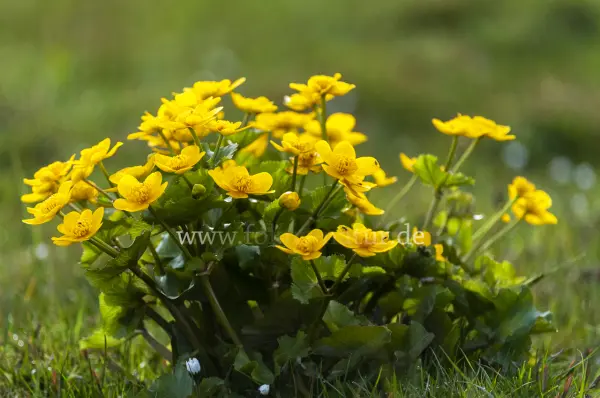 Fokus-Natur Bild