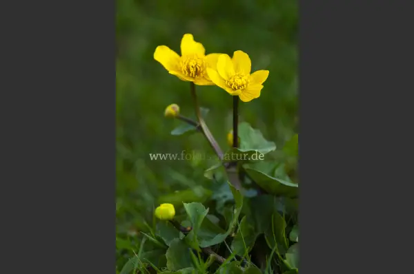 Fokus-Natur Bild
