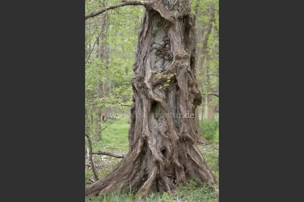 Fokus-Natur Bild