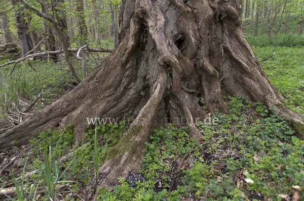 Fokus-Natur Bild
