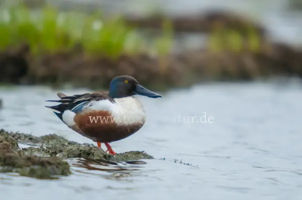 Fokus-Natur Bild