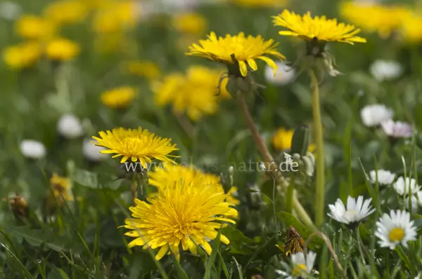 Fokus-Natur Bild