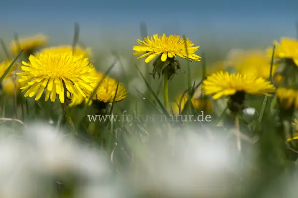 Fokus-Natur Bild