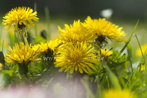 Fokus-Natur Bild