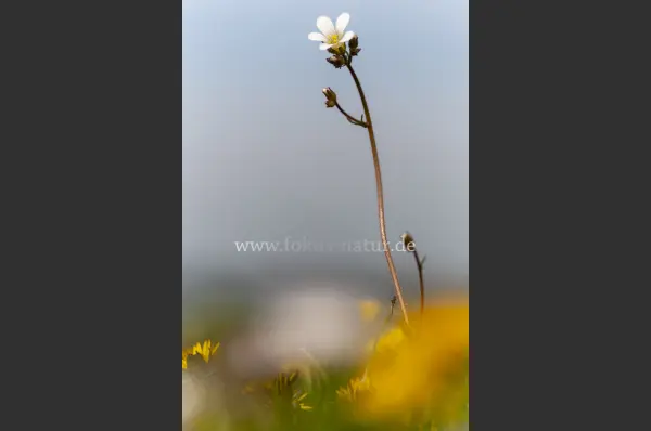 Fokus-Natur Bild