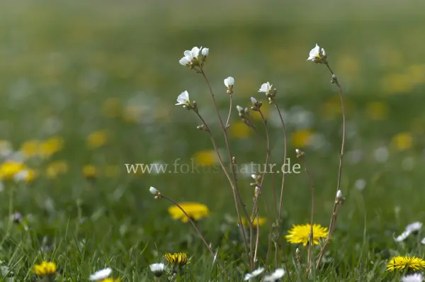 Fokus-Natur Bild