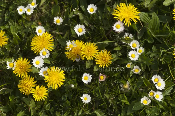 Fokus-Natur Bild