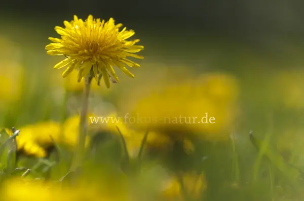 Fokus-Natur Bild
