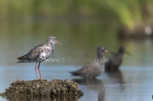 Fokus-Natur Bild