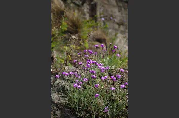 Fokus-Natur Bild
