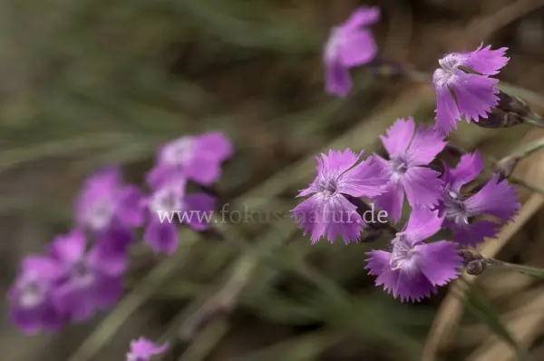 Fokus-Natur Bild