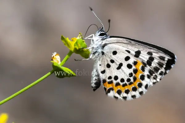 Fokus-Natur Bild