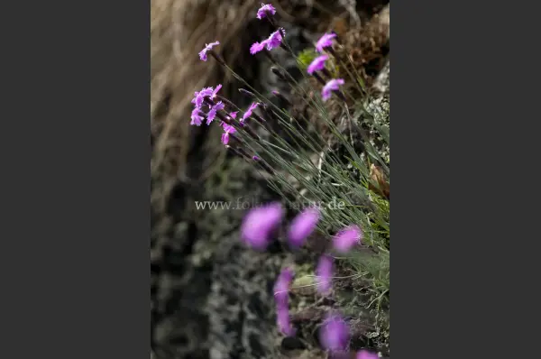 Fokus-Natur Bild