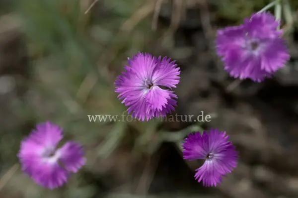 Fokus-Natur Bild