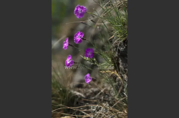 Fokus-Natur Bild