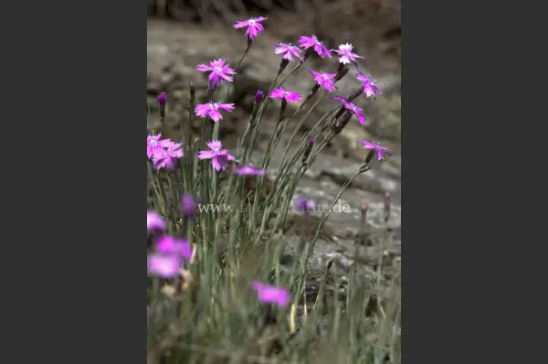 Fokus-Natur Bild