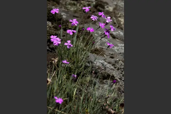 Fokus-Natur Bild