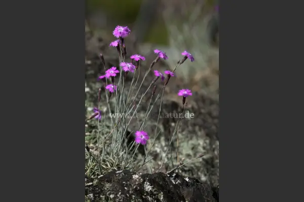Fokus-Natur Bild