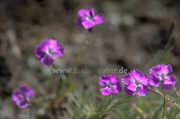 Fokus-Natur Bild