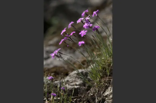Fokus-Natur Bild