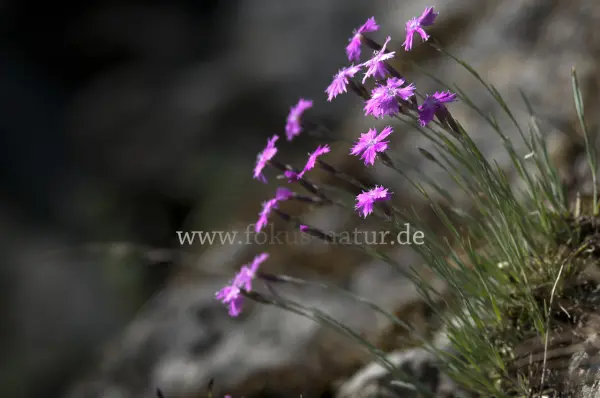 Fokus-Natur Bild