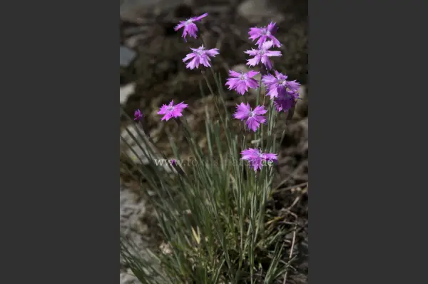 Fokus-Natur Bild