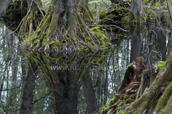 Fokus-Natur Bild