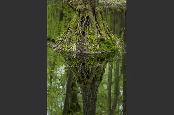 Fokus-Natur Bild