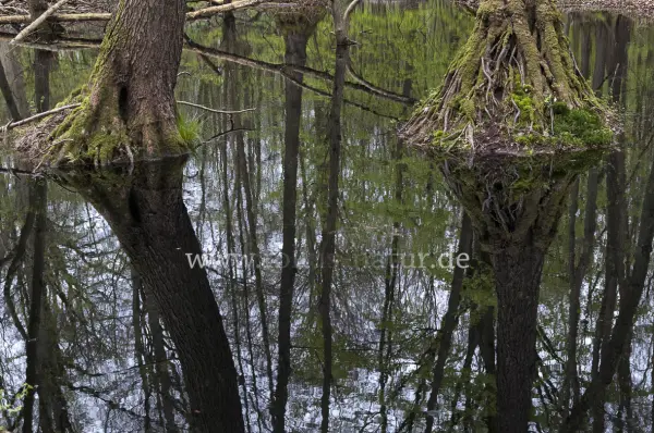 Fokus-Natur Bild