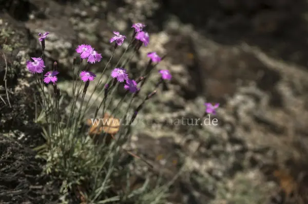 Fokus-Natur Bild