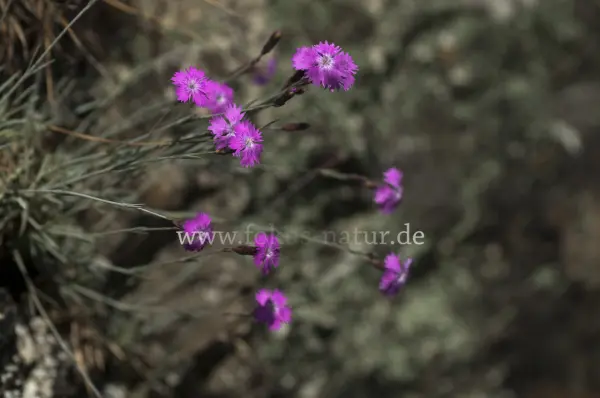 Fokus-Natur Bild