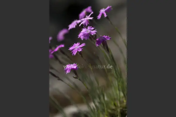 Fokus-Natur Bild
