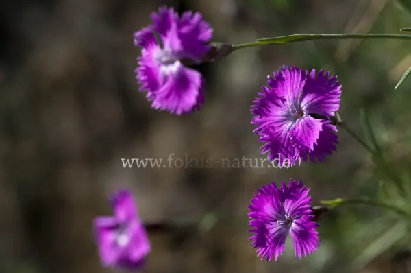 Fokus-Natur Bild