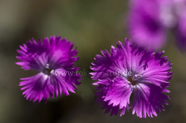 Fokus-Natur Bild
