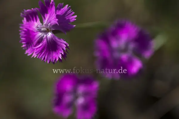 Fokus-Natur Bild