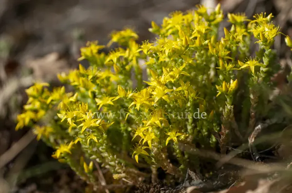 Fokus-Natur Bild