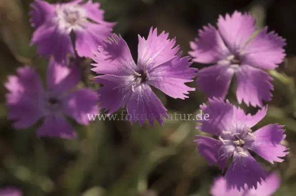 Fokus-Natur Bild