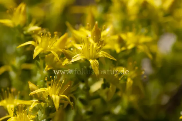 Fokus-Natur Bild