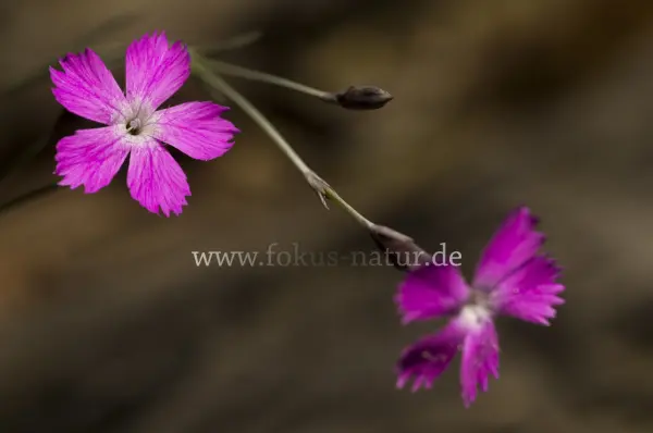 Fokus-Natur Bild