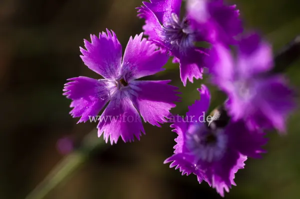 Fokus-Natur Bild