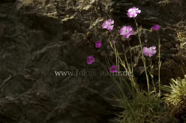 Fokus-Natur Bild