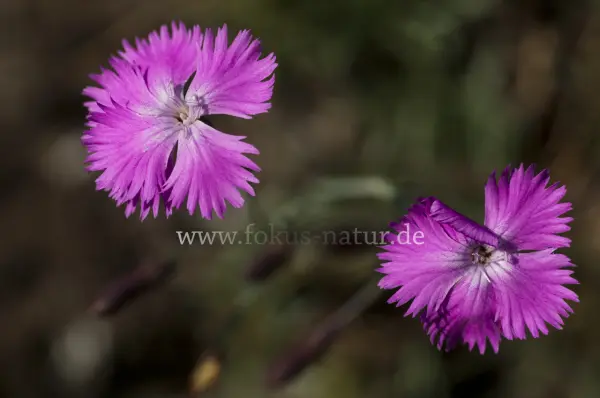 Fokus-Natur Bild