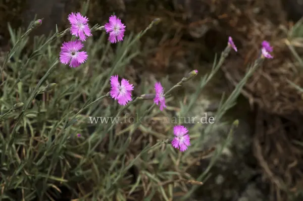 Fokus-Natur Bild