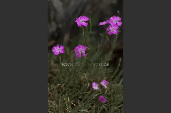 Fokus-Natur Bild