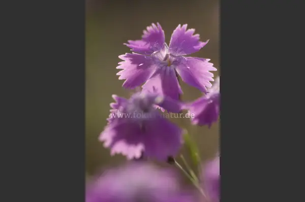 Fokus-Natur Bild